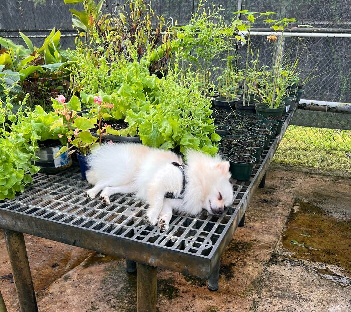 My Agriculture Teacher Brings His Dog To School And Lets Him Walk Around