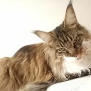 rosemarie_olsson avatar