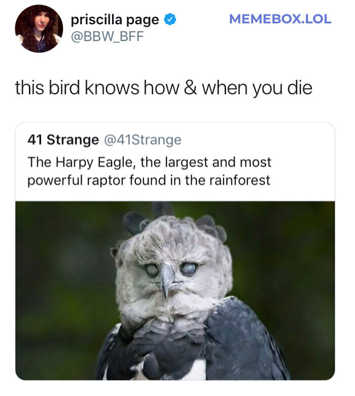 Probably In Your Best Interest To Avoid The Harpy Eagle