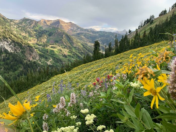 Little Cottonwood Canyon, Utah July 2022