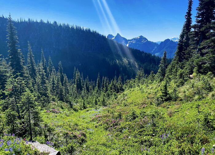 A Meadow With A View