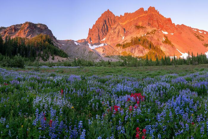 Subalpine Meadow At Sunrise In Oregon's High Cascades