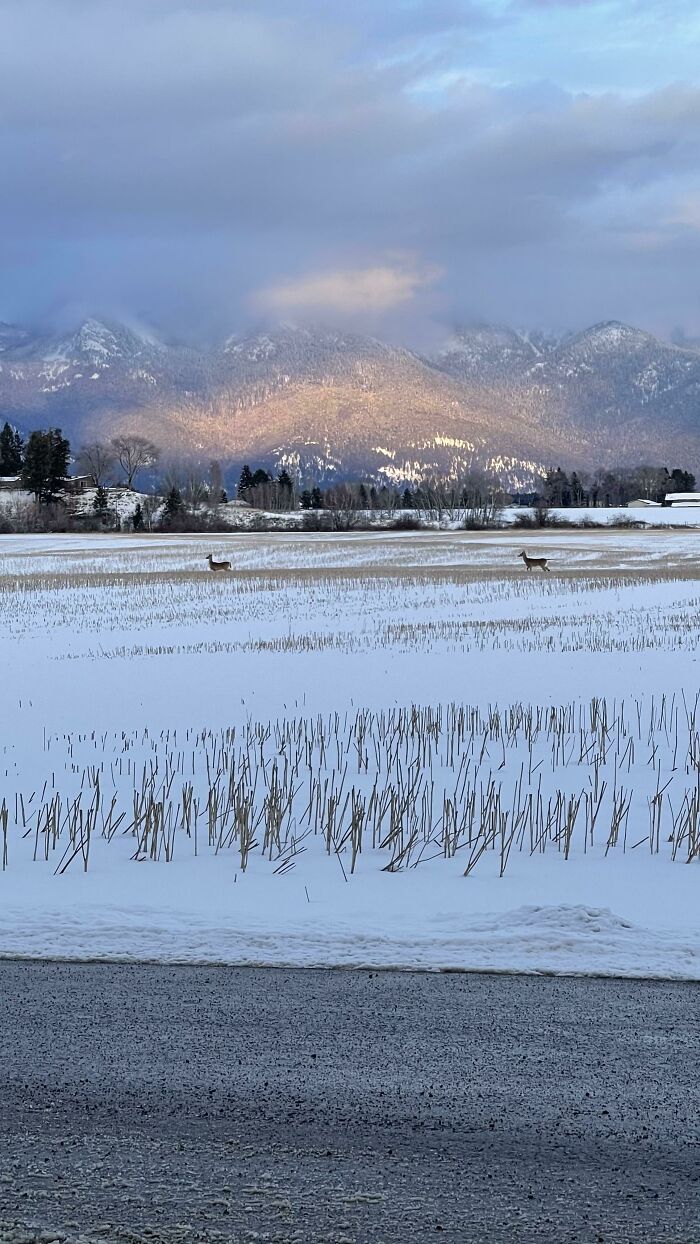 Was Told This Pic Taken In Kalispell Montana Should Be Shared Here. Enjoy!