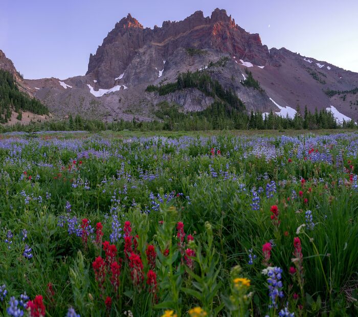 Subalpine Meadow In Oregon's Mt. Jefferson Wilderness