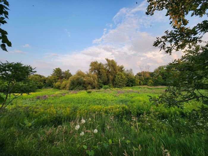 Tiny Meadow On The Outskirts Of Ottawa, Ontario CA July 2023