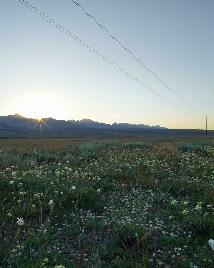 Roadside Meadow Outside Of Stanley, Idaho