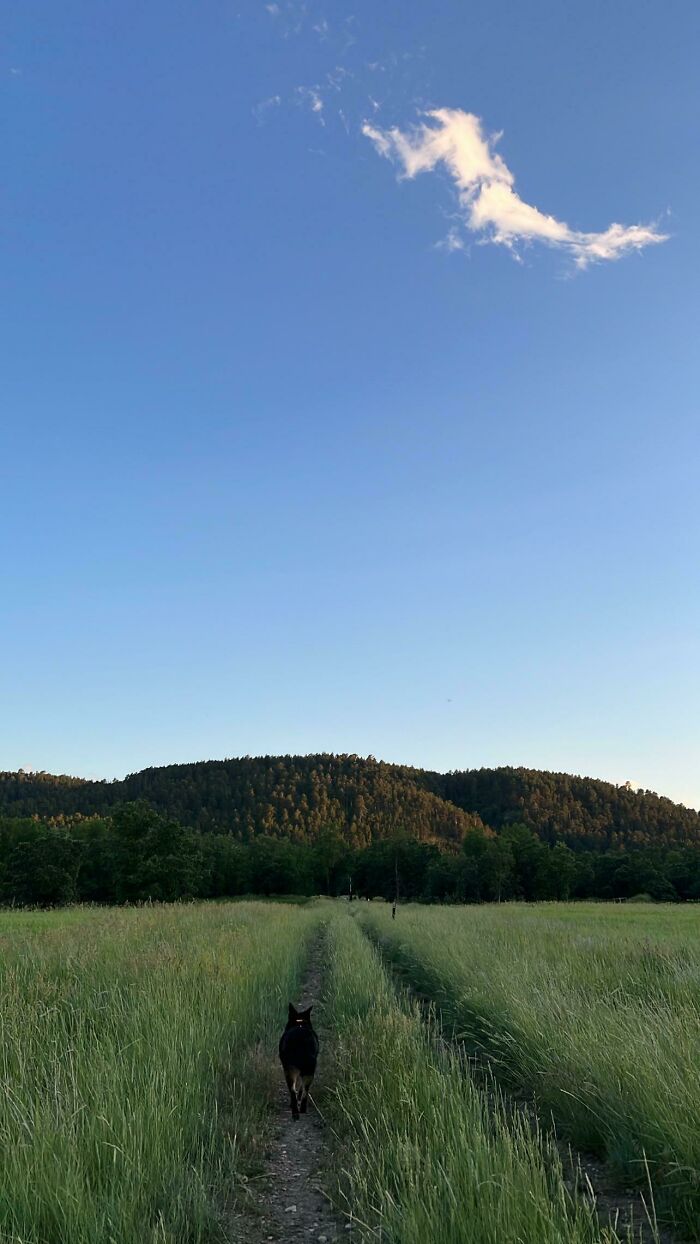 Would You Frolic Down This Meadow Path? Black Hills, SD