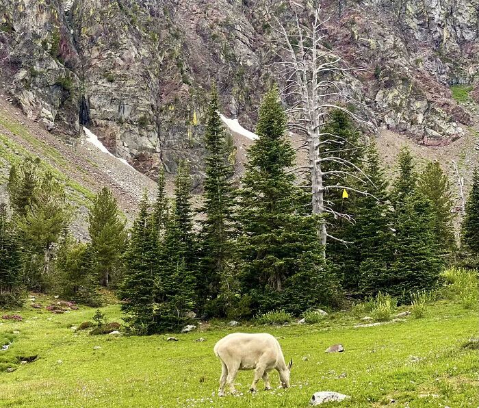 First Meadow & Goat Of The Season