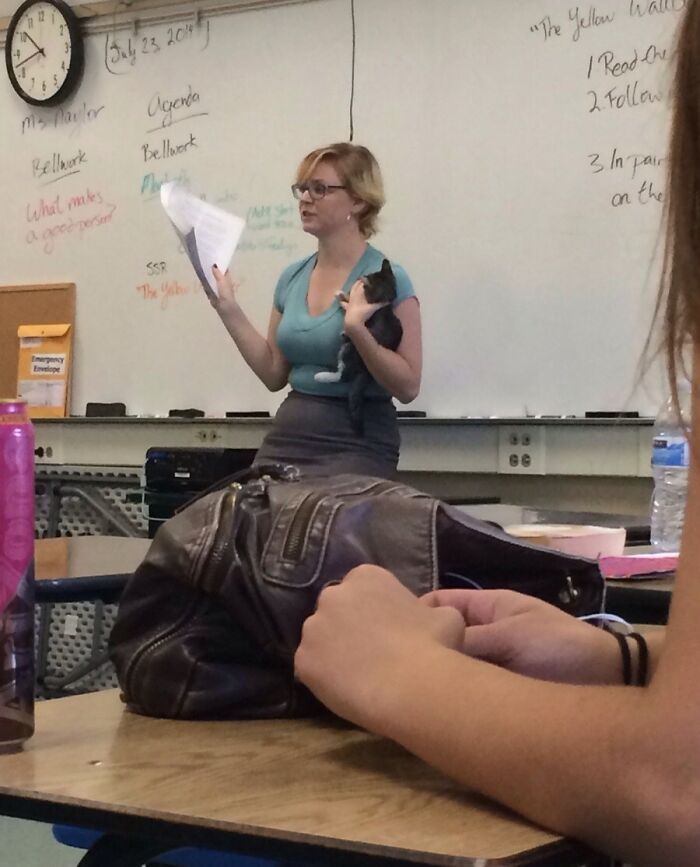  We Found Five Abandoned Kittens Running Around The School Grounds, And My Teacher Caught One. This Is How The Class Is Being Taught