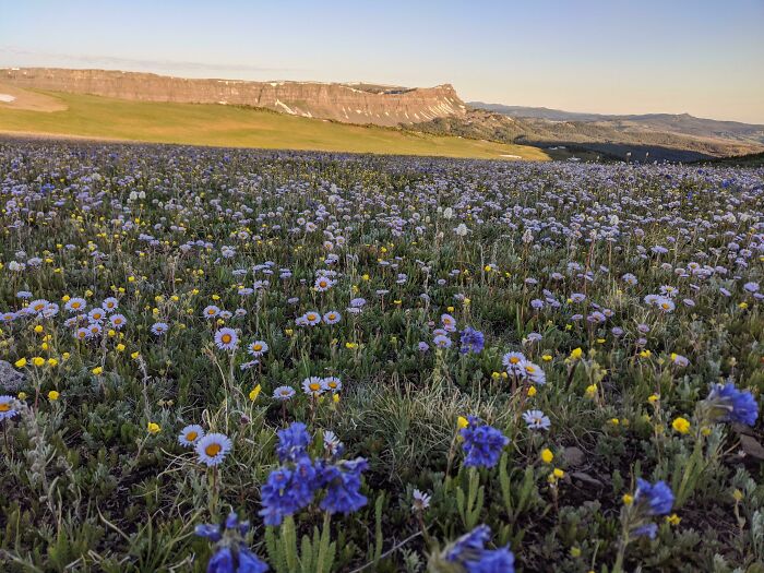 Wildflowers Aplenty, Flat Tops Wilderness, CO