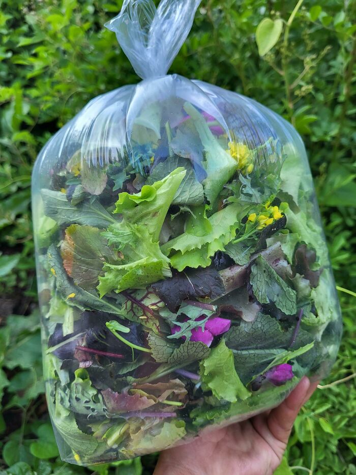 Fresh mixed greens and edible flowers perfectly packed in a clear plastic bag showcasing food perfection.