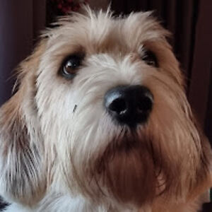 martinvandermeijden avatar