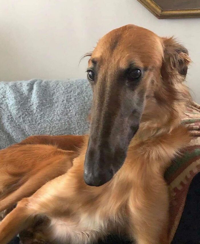 La nariz absoluta de este Borzoi