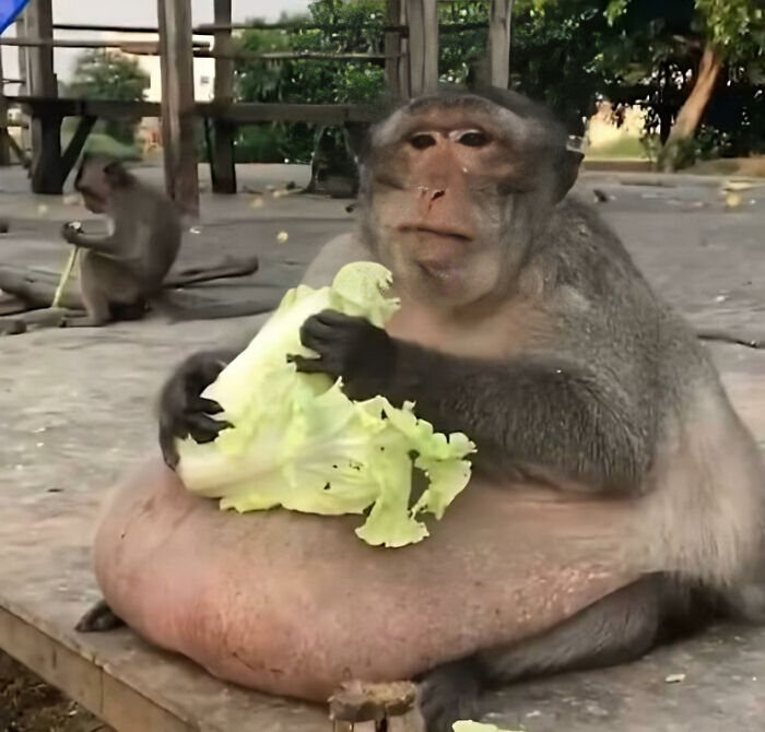 Creo que ha comido algo más que lechuga