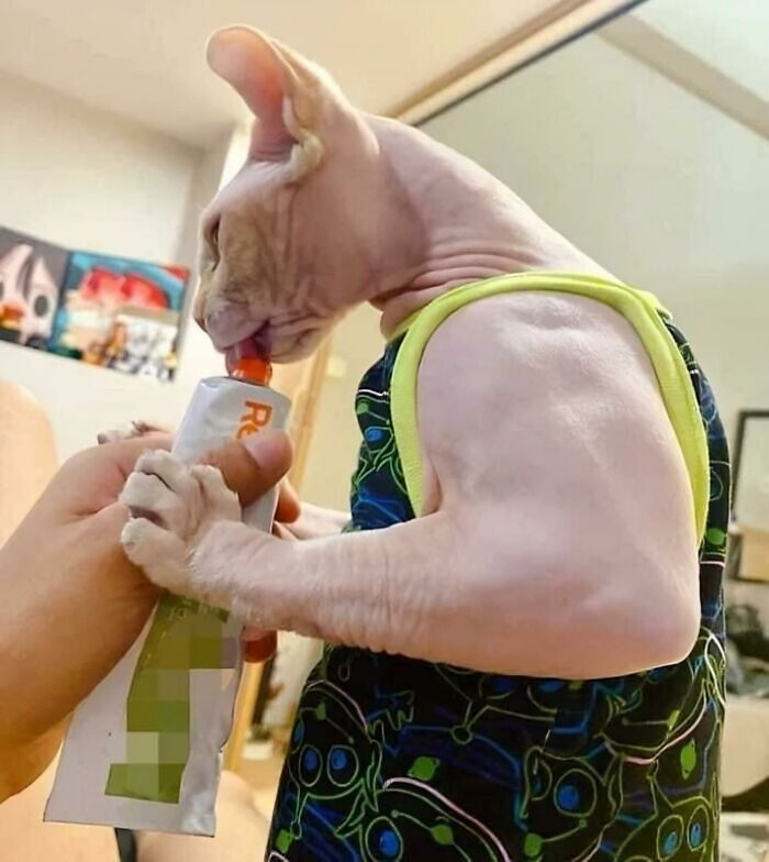 El brazaco de este gato