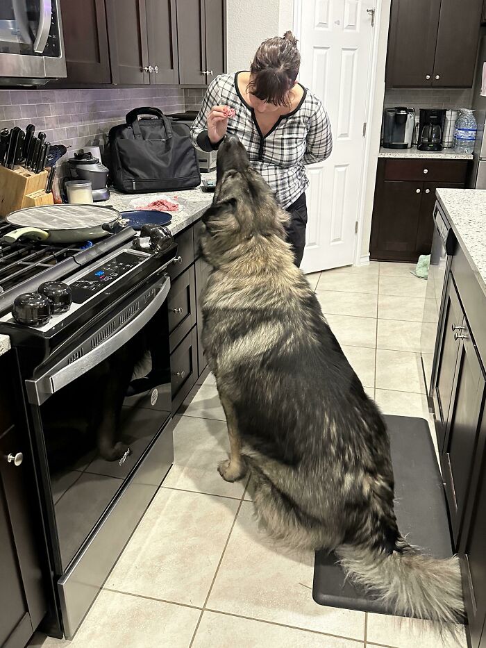 Me decían que compartiera aquí mi perrete