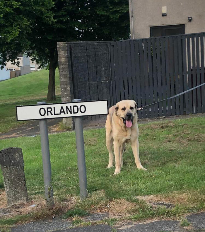 This Dog Got A Second Chance At Life, And His Tail Wags More Than Ever - 6