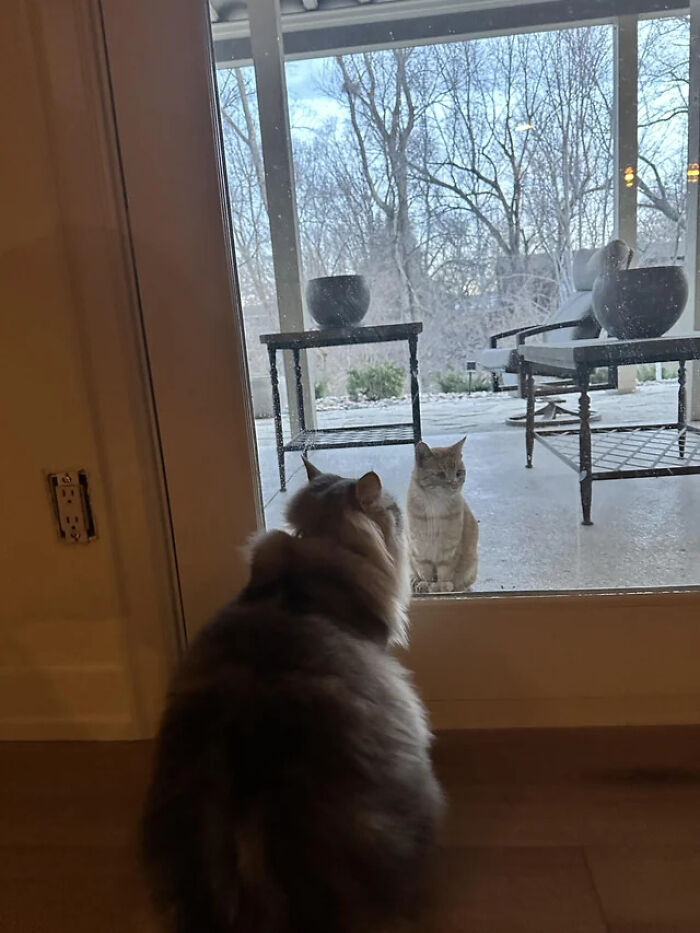 How Do I Explain To My Wife We Have Been Adopted By A Second Cat?