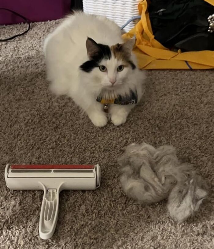Cat sitting on carpet near fur remover tool and large pile of pet hair, highlighting pet hair removal finds.