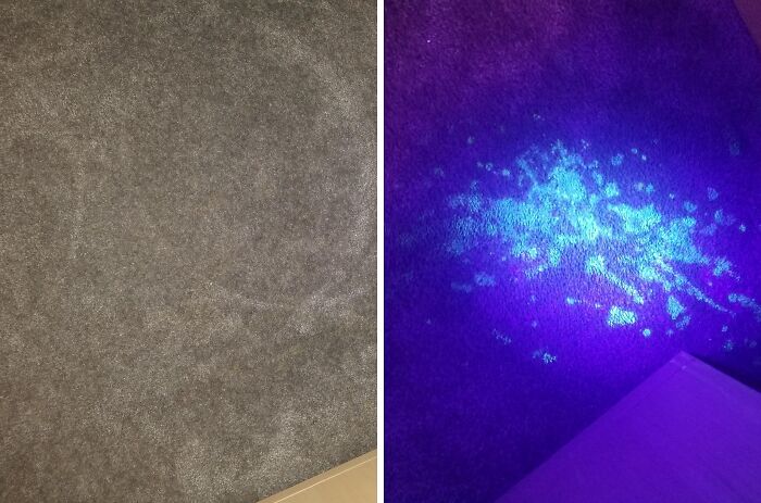 Shed Light On Hidden Mysteries With The Vansky UV Flashlight, An Essential Tool For Uncovering Pet Accidents And Dry Stains