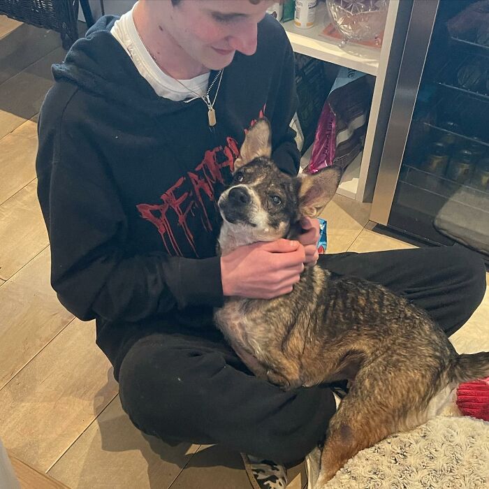 Dog With Two Legs That Survived A Gunshot To The Head Now Zooms Around Like A Puppy In Her New Home - 13