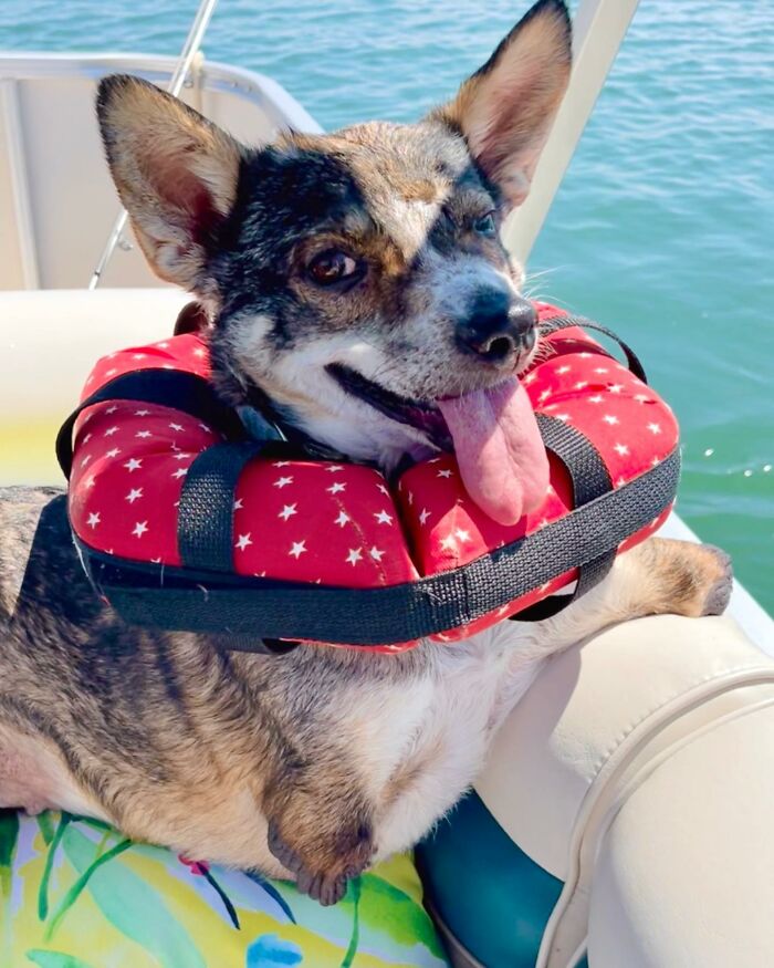 Dog With Two Legs That Survived A Gunshot To The Head Now Zooms Around Like A Puppy In Her New Home - 26