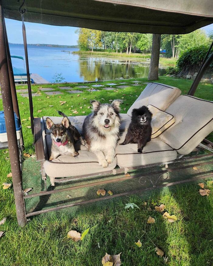 Dog With Two Legs That Survived A Gunshot To The Head Now Zooms Around Like A Puppy In Her New Home - 27