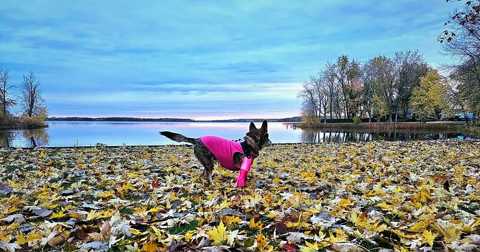 Dog With Two Legs That Survived A Gunshot To The Head Now Zooms Around Like A Puppy In Her New Home - 28