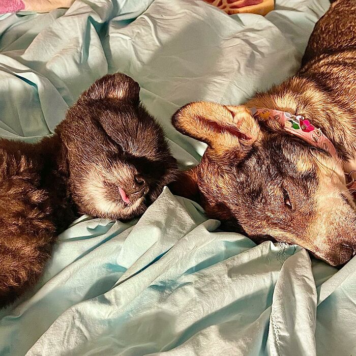 Dog With Two Legs That Survived A Gunshot To The Head Now Zooms Around Like A Puppy In Her New Home - 15