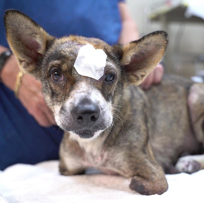 Dog With Two Legs That Survived A Gunshot To The Head Now Zooms Around Like A Puppy In Her New Home - 6