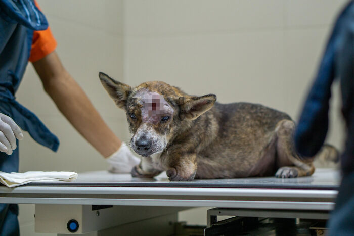Dog With Two Legs That Survived A Gunshot To The Head Now Zooms Around Like A Puppy In Her New Home - 2