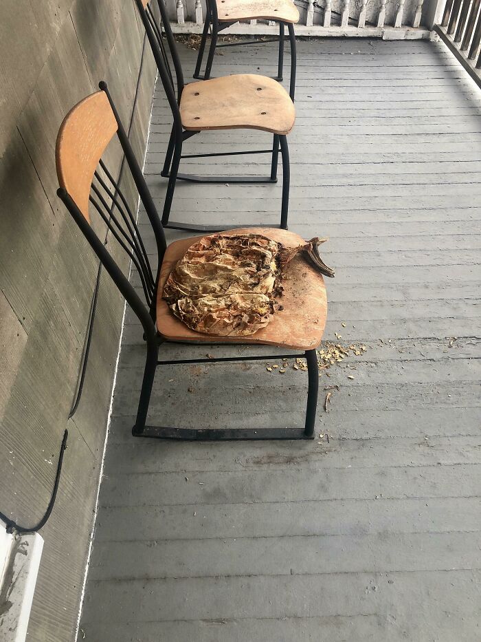 The Pumpkin I Left Out On My Porch Since September 2019