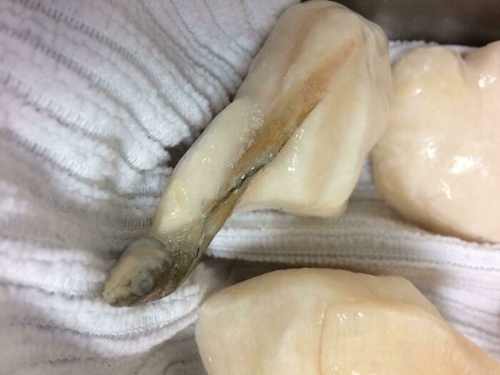 There's An Eel In This Scallop