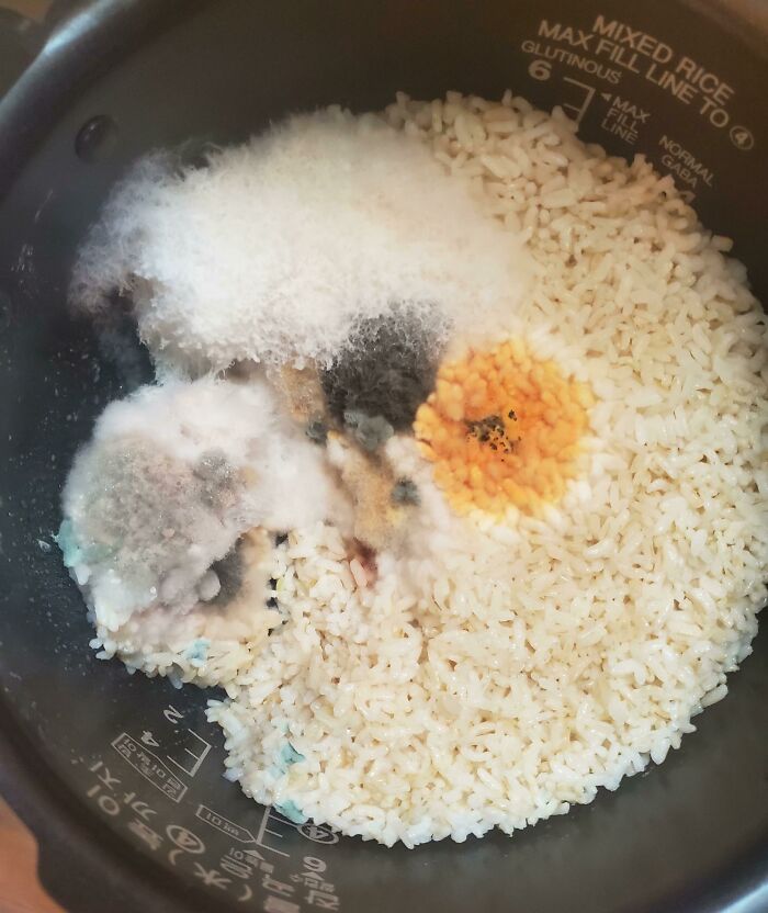 2 Week Old Rice Has A Few Different Molds Growing In It