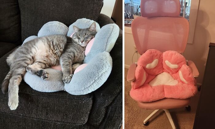 Cat resting on a plush pet bed and a pink cushioned support seat on an office chair, cozy finds for comfort.