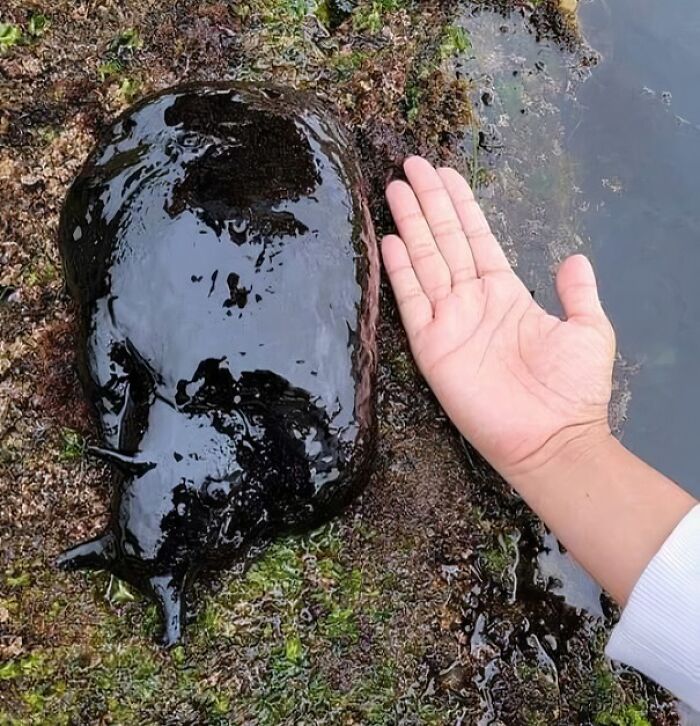 Babosa unidad absoluta