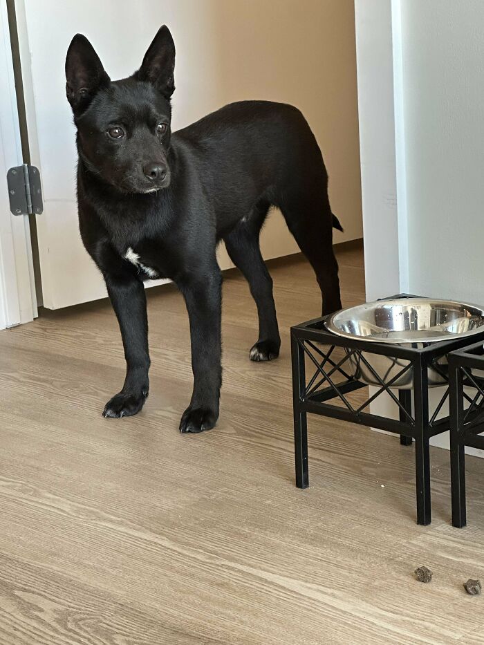 Just Adopted Him, He Is About 7 Or 8 Months Old Meet Gizmo!