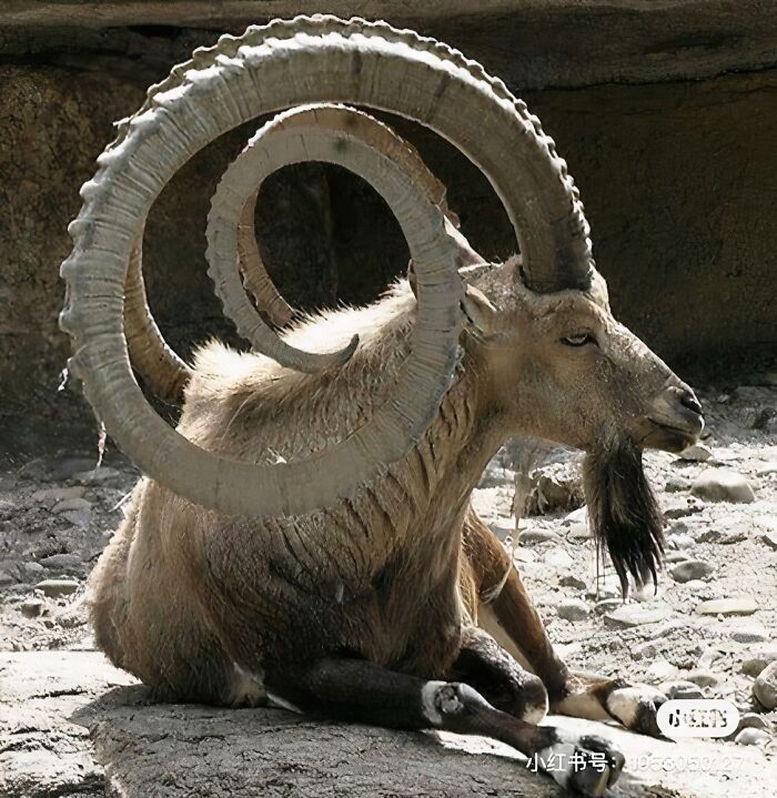 Absolute Unit Of A Goat