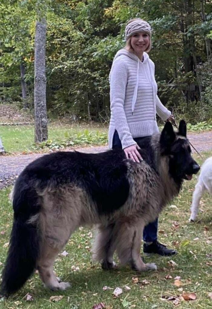 Dna Came Back 93% German Shepherd. 7% Unidentifiable. We’re Guessing Grizzly Bear