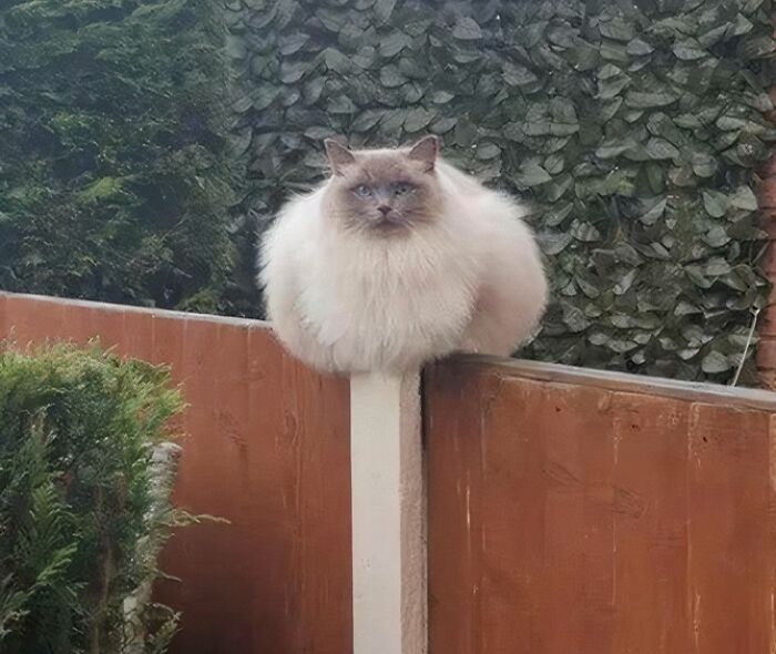 Enorme diente de león