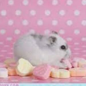 pakhiwonderland avatar