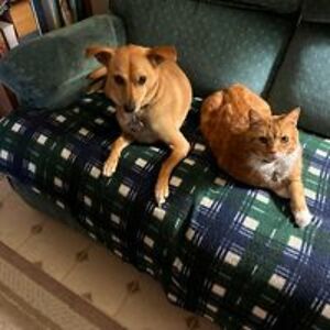 andrianacolucci avatar