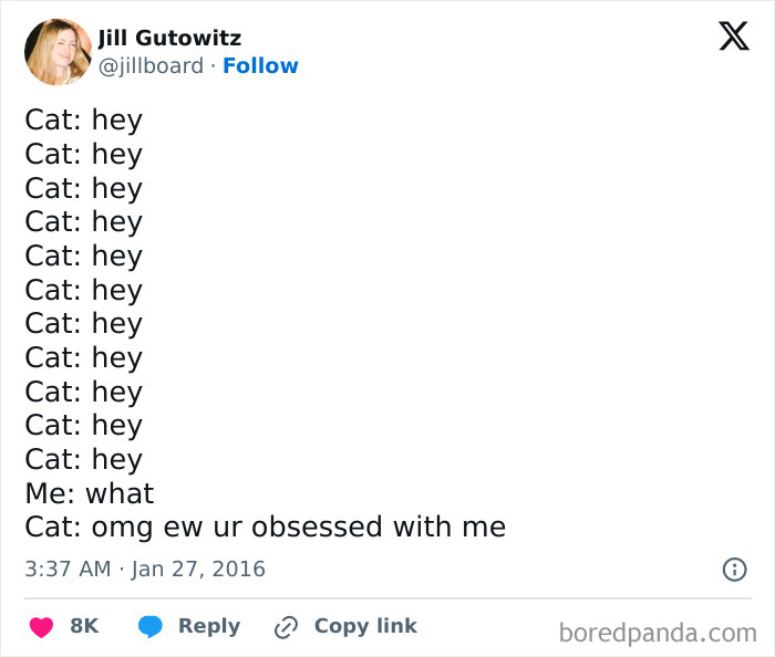 Best-Funny-Cat-Memes-Jokes