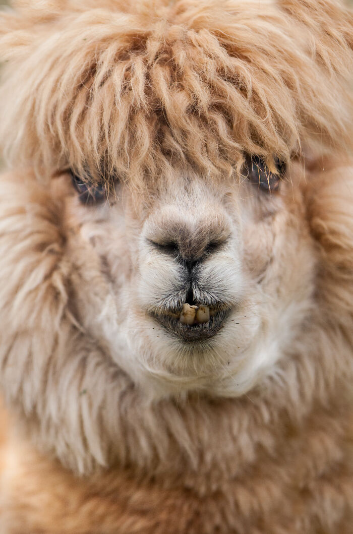 Here Are My Best Animal Photographs Taken In The Past Year (30 Pics)