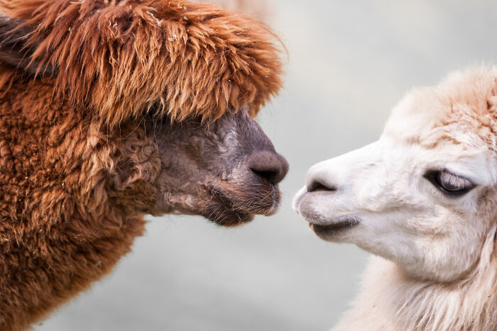 Here Are My Best Animal Photographs Taken In The Past Year (30 Pics)