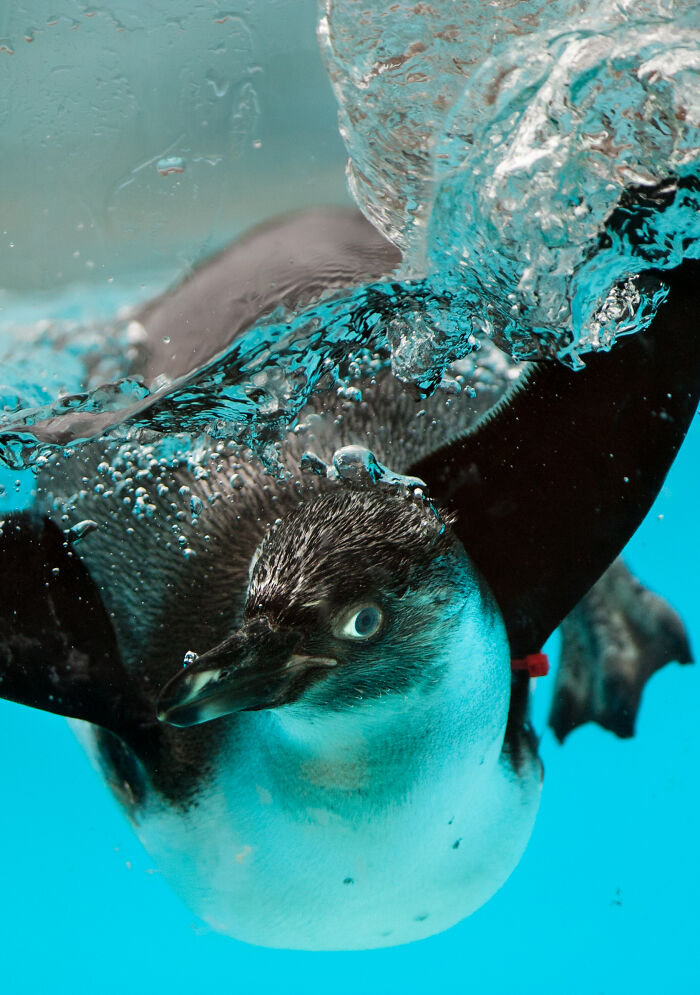 Here Are My Best Animal Photographs Taken In The Past Year (30 Pics)