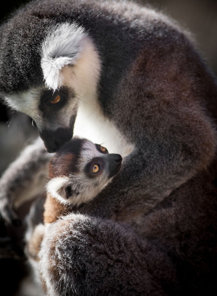 Here Are My Best Animal Photographs Taken In The Past Year (30 Pics)