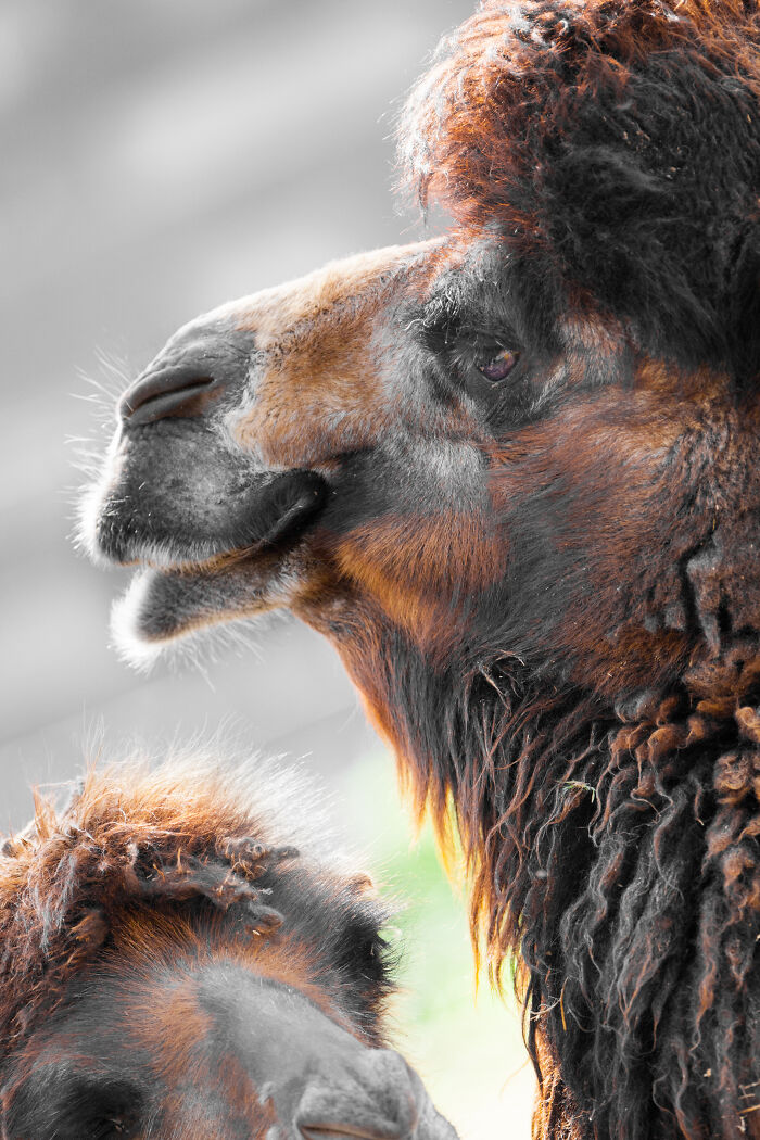 Here Are My Best Animal Photographs Taken In The Past Year (30 Pics)