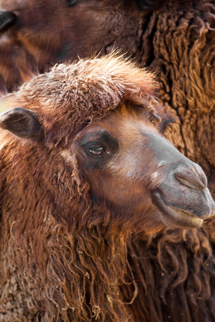 Here Are My Best Animal Photographs Taken In The Past Year (30 Pics)