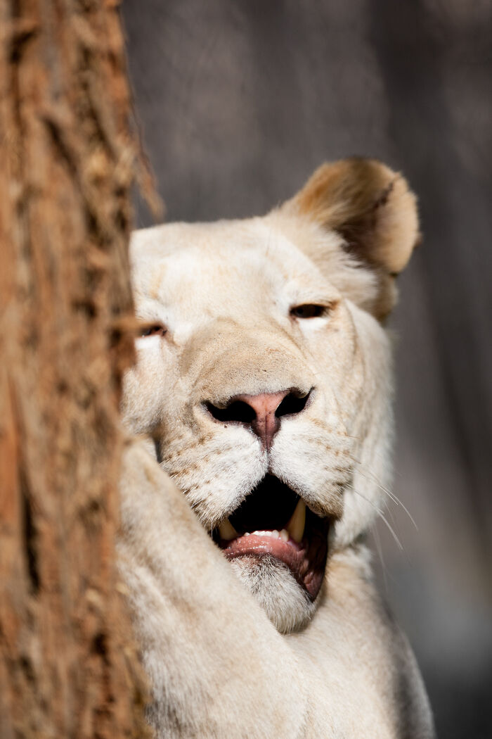 Here Are My Best Animal Photographs Taken In The Past Year (30 Pics)